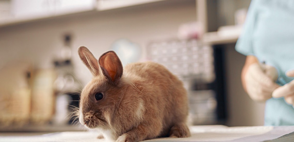 Coccidiosi coniglio: cos'è, sintomi, prevenzione e cura