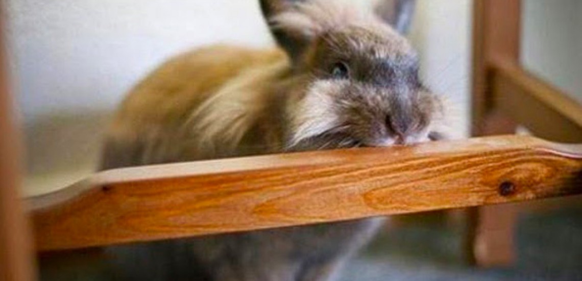 Come addestrare un coniglio a non mordere: consigli pratici