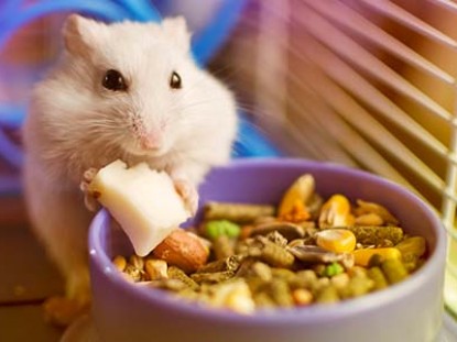 Cosa mangiano i criceti: consigli per la loro alimentazione