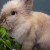Erba per conigli: le tipologie e benefici per il pet