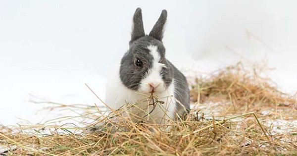 Fieno per coniglio: quale scegliere - Rosicchiando
