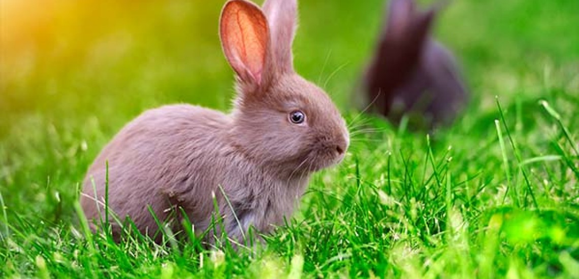 Gabbietta per conigli nani: consigli per la scelta