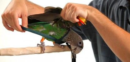 Le pettorine per pappagalli: utilità e consigli d’uso