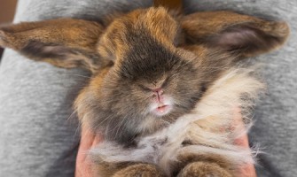 Ejecución Monje toque Quanto vive un coniglio: consigli per il benessere in casa - Rosicchiando