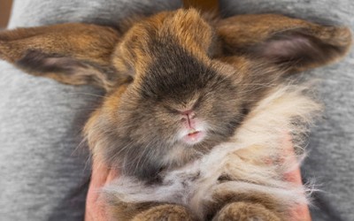 Quanto vive un coniglio: consigli per il benessere in casa