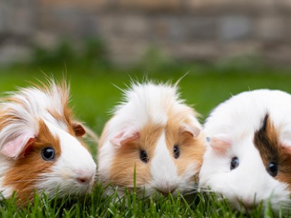 Quanto vive un porcellino d'india: consigli per il suo benessere