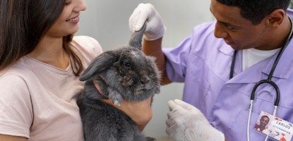 Rogna coniglio: definizione, caratteristiche e consigli per il benessere del pet