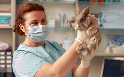 Vaccini e Malattie conigli: quali sono e quando rivolgersi al veterinario