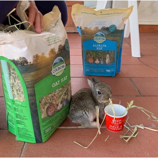 Fieno Oxbow Oat Hay 425 gr mangime semplice per conigli e roditori 