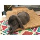 Tappeti in canapa naturale Large Jr Farm 36 x 53 cm 2 PEZZI mangime complementare