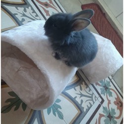 Tunnel Morbido Trixie