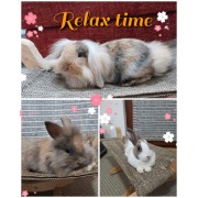 SCHEGGIA PUFFY PANFLUFFA