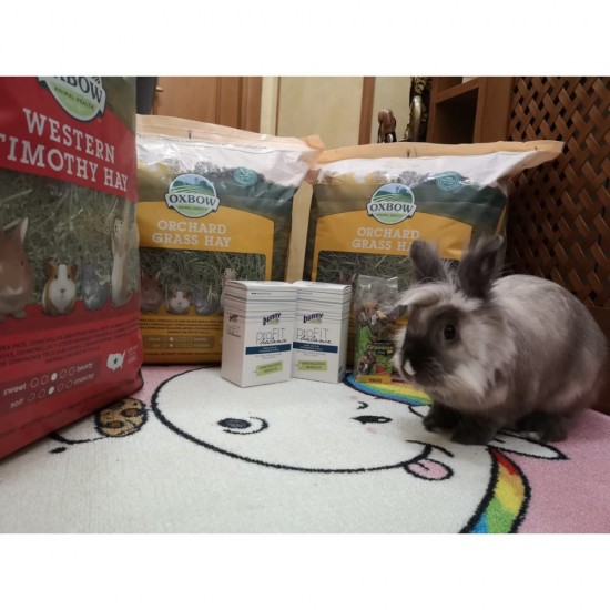 Fieno Oxbow - Western Timothy Hay - 1,130 kg mangime semplice per conigli e roditori