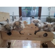 PELOSETTI sul PONTE ROSICCHIANDO