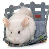 Tunnel Legno Tunnel In Legno Di Pino Per Cincillà - Accessorio Per