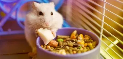 Cosa mangiano i criceti: consigli per la loro alimentazione