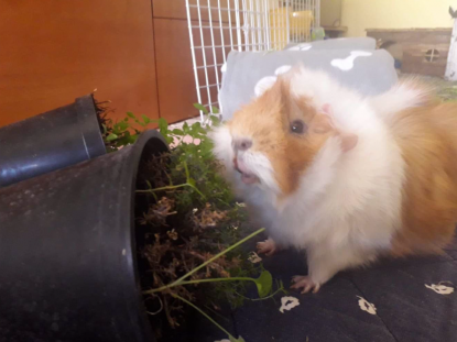 Alimentazione dei porcellini d' india