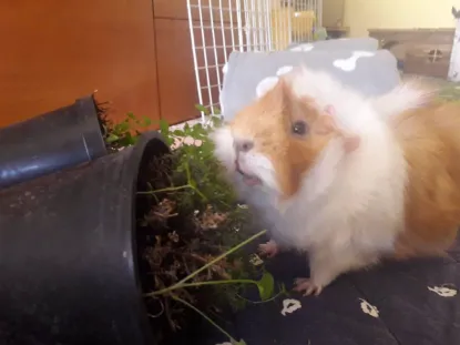 Alimentazione dei porcellini d' india