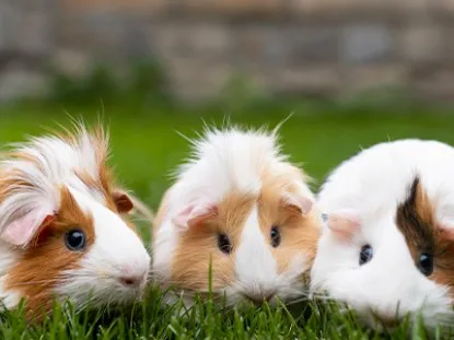 Quanto vive un porcellino d'india: consigli per il suo benessere