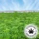 JR Grainless Health stick di canapa CBD con melissa e camomilla rilassante 75gr