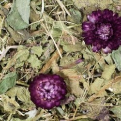 Jr Farm Grainless con Dente di Leone e Cumino 100gr mangime complementare