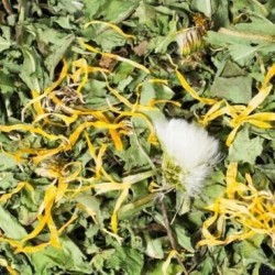 Jr Farm dente di leone 500 gr mangime complementare